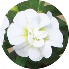 【母の日専用】スーパーベル ダブルレッド＆ホワイト商品のお届け期間：5.6(水)～5.10(日)。5月6日以降のご注文は「遅れてごめんね」対応となります。画像