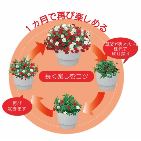 【母の日専用】スーパーベル ダブルレッド＆ホワイト商品のお届け期間：5.6(水)～5.10(日)。5月6日以降のご注文は「遅れてごめんね」対応となります。画像