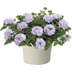 【母の日専用】スーパーベナ鉢植え　アイストゥインクル商品のお届け期間：5.6(水)～5.10(日)。5月6日以降のご注文は「遅れてごめんね」対応となります。の画像