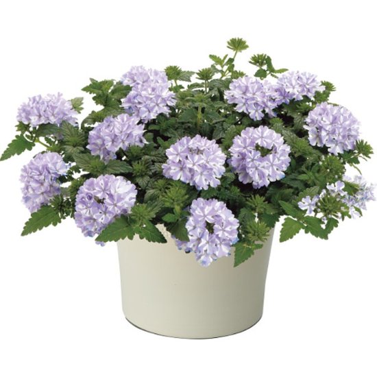 【母の日専用】スーパーベナ鉢植え　アイストゥインクル商品のお届け期間：5.6(水)～5.10(日)。5月6日以降のご注文は「遅れてごめんね」対応となります。画像