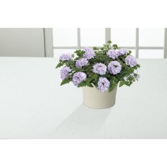 【母の日専用】スーパーベナ鉢植え　アイストゥインクル商品のお届け期間：5.6(水)～5.10(日)。5月6日以降のご注文は「遅れてごめんね」対応となります。画像