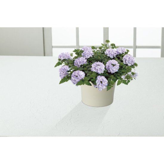 【母の日専用】スーパーベナ鉢植え　アイストゥインクル商品のお届け期間：5.6(水)～5.10(日)。5月6日以降のご注文は「遅れてごめんね」対応となります。画像