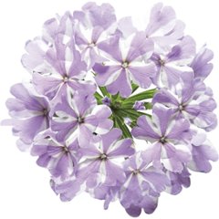 【母の日専用】スーパーベナ鉢植え　アイストゥインクル商品のお届け期間：5.6(水)～5.10(日)。5月6日以降のご注文は「遅れてごめんね」対応となります。画像