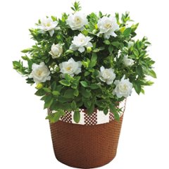 【母の日専用】ガーデニア鉢植え商品のお届け期間：5.6(水)～5.10(日)。5月6日以降のご注文は「遅れてごめんね」対応となります。の画像