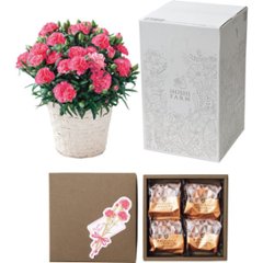 【母の日専用】ホシファーム　カーネーション鉢植え５号＆焦がしキャラメルがしみ込んだバーム商品のお届け期間：5.6(水)～5.10(日)。の画像