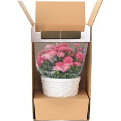 【母の日専用】ホシファーム　カーネーション鉢植え５号＆焦がしキャラメルがしみ込んだバーム商品のお届け期間：5.6(水)～5.10(日)。画像