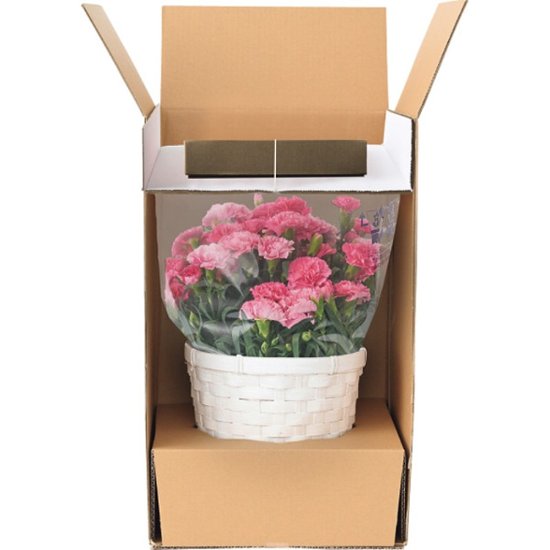 【母の日専用】ホシファーム　カーネーション鉢植え５号＆焦がしキャラメルがしみ込んだバーム商品のお届け期間：5.6(水)～5.10(日)。画像