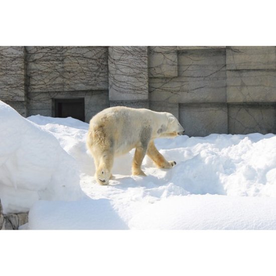 2026年お中元特別企画 シロクマスイート　北海道大玉赤肉メロン（２玉） 【全国送料無料】画像
