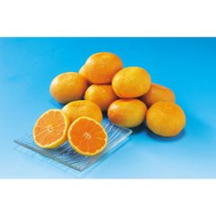 2026年お中元特別企画 佐賀県産　ＪＡグループ佐賀　温室みかん（１ｋｇ） 【全国送料無料】画像