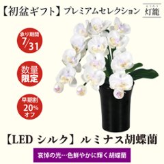 【夏ギフト2025】〈LED〉ルミナス胡蝶蘭の画像