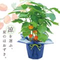 の画像