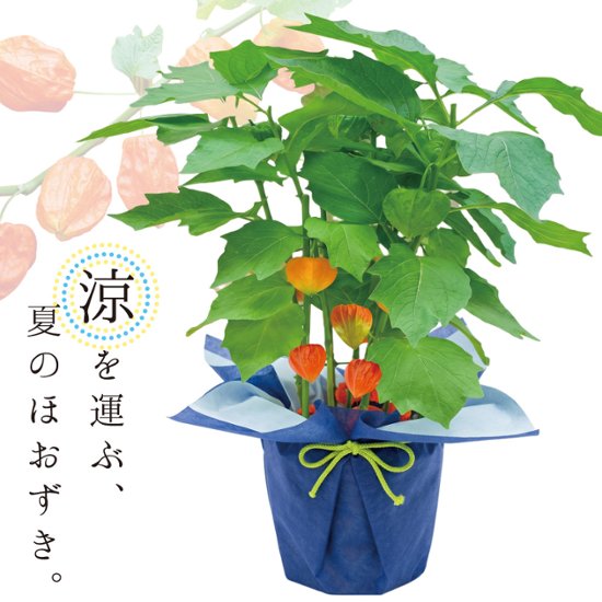 【夏ギフト2026】爽涼ほおずき画像