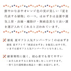 【夏ギフト2026】爽涼ほおずき画像