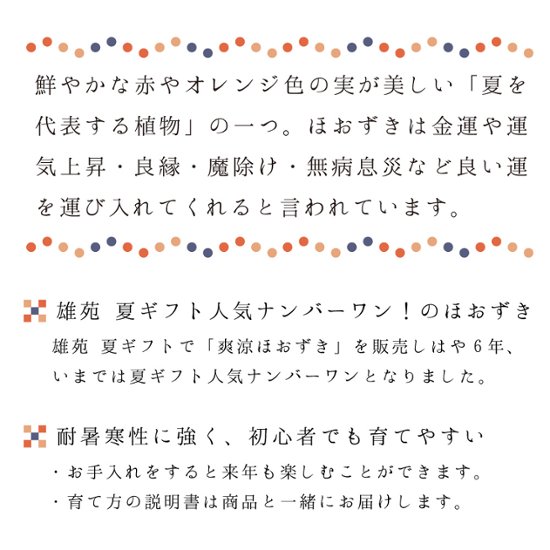 【夏ギフト2026】爽涼ほおずき画像