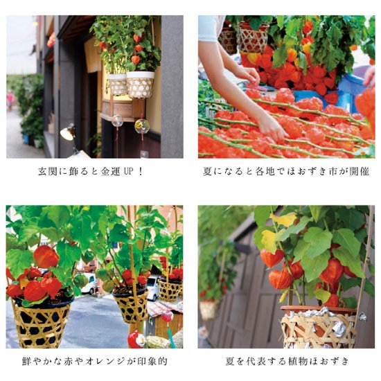【夏ギフト2026】爽涼ほおずき画像