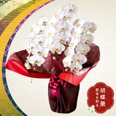 【冬ギフト2025】胡蝶蘭3本立ちの画像