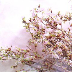 さくらさくブーケ（山形県産 啓翁桜）画像