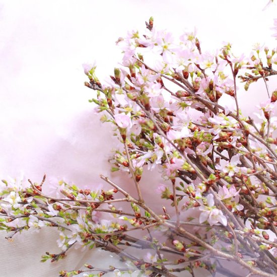さくらさくブーケ（山形県産 啓翁桜）画像
