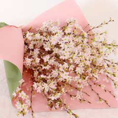 さくらさくブーケ（山形県産 啓翁桜）の画像
