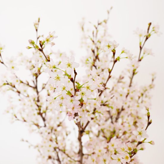 さくらさくブーケ（山形県産 啓翁桜）画像