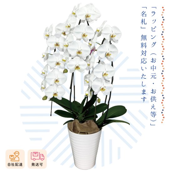 【夏ギフト2026】胡蝶蘭鉢3本立画像