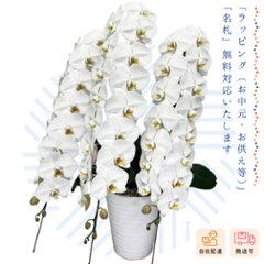 【夏ギフト2026】胡蝶蘭鉢3本立（ロング）の画像