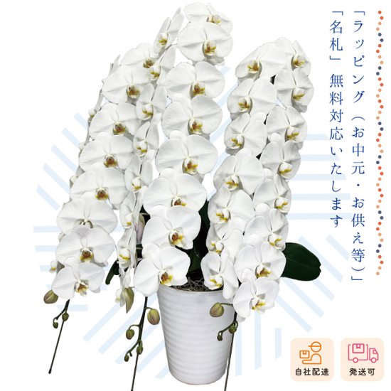 【夏ギフト2026】胡蝶蘭鉢3本立（ロング）画像