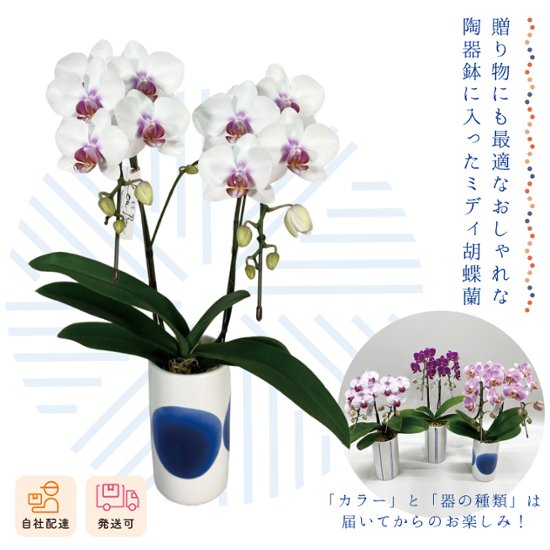 【夏ギフト2026】ミディ胡蝶蘭 空画像