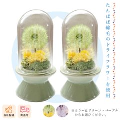 【夏ギフト2026】マルコ（対）の画像