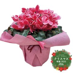 【冬ギフト2025】シクラメン鉢6寸の画像
