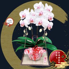 【冬ギフト2025】迎春ミディ胡蝶蘭の画像