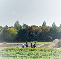 農園でゆっくり野菜収穫（４～６品目）＆畑キッチン使い放題　Noraチケット　3回分　★毎週金曜日OPEN★　の画像