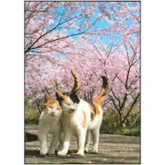 simabossneko　ポストカード（桜と2匹の猫）の画像