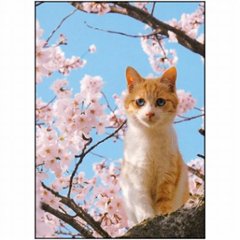 桜ポストカード（猫）の画像