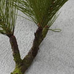 根引きの松　M画像