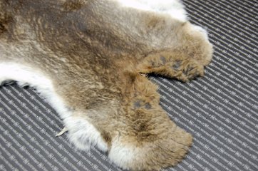 シェアードラビット原反　ゴマ(238)画像