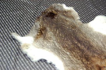 シェアードラビット原反　ゴマ(238)画像