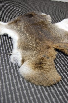 シェアードラビット原反　ゴマ(238)画像