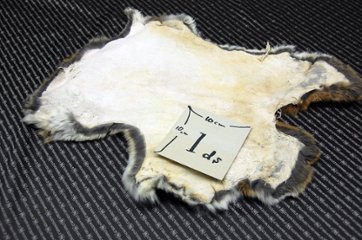 シェアードラビット原反　ゴマ(238)画像