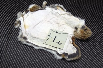 シェアードラビット原反　ゴマ(239)画像