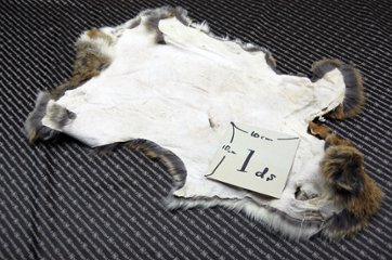 シェアードラビット原反　ゴマ(240)画像