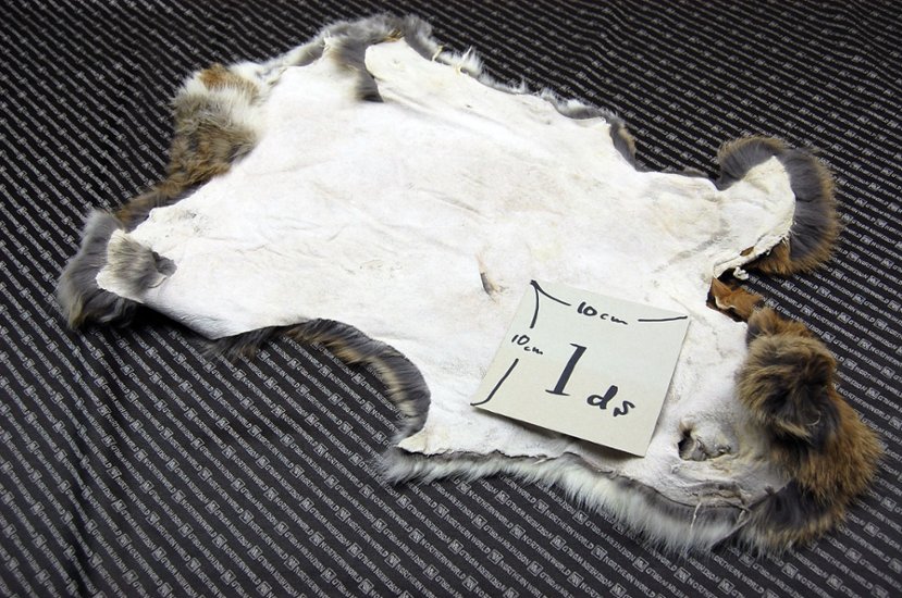 シェアードラビット原反　ゴマ(240)画像