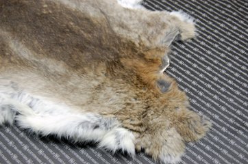 シェアードラビット原反　ゴマ(241)画像