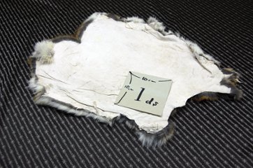 シェアードラビット原反　ゴマ(241)画像