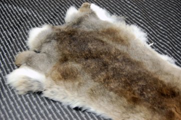 シェアードラビット原反　ゴマ(242)画像