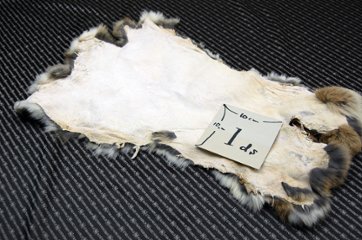 シェアードラビット原反　ゴマ(242)画像