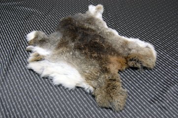 シェアードラビット原反　ゴマ(243)の画像