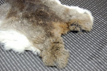 シェアードラビット原反　ゴマ(243)画像