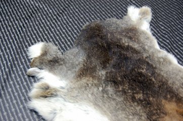 シェアードラビット原反　ゴマ(243)画像