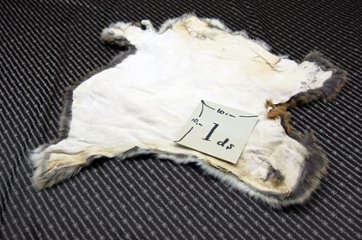 シェアードラビット原反　ゴマ(243)画像